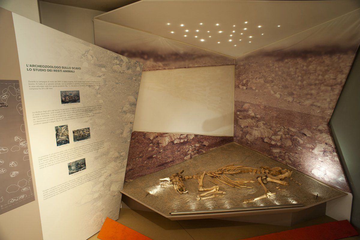 lamon-museo civico