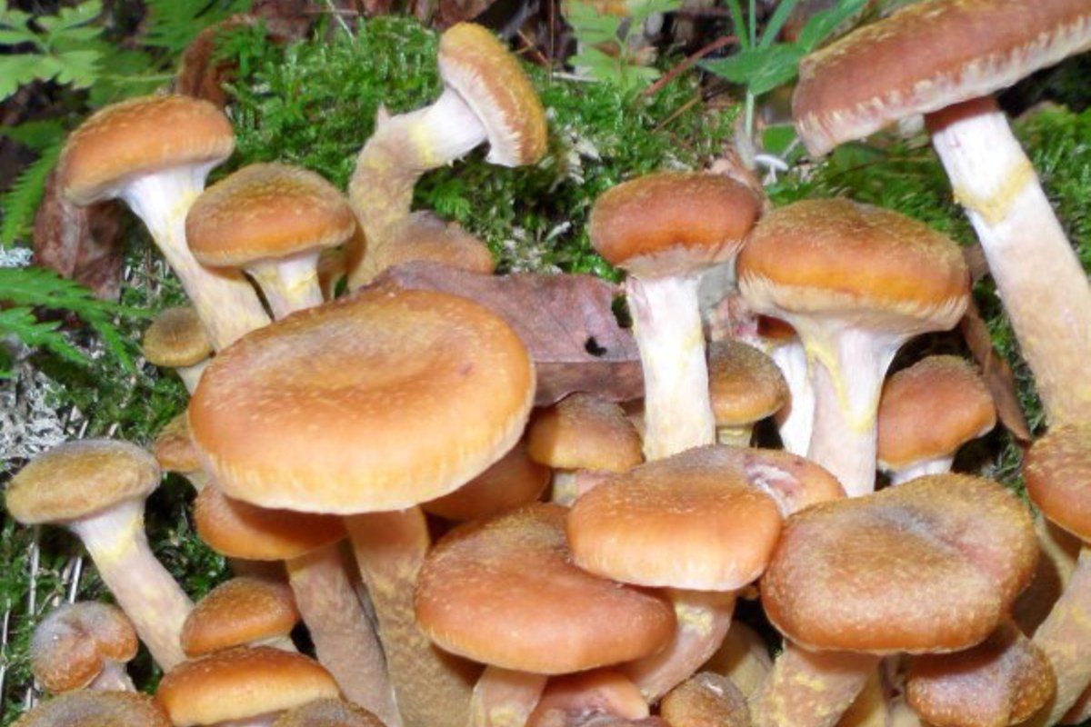 lamon-fishing and mushrooms
