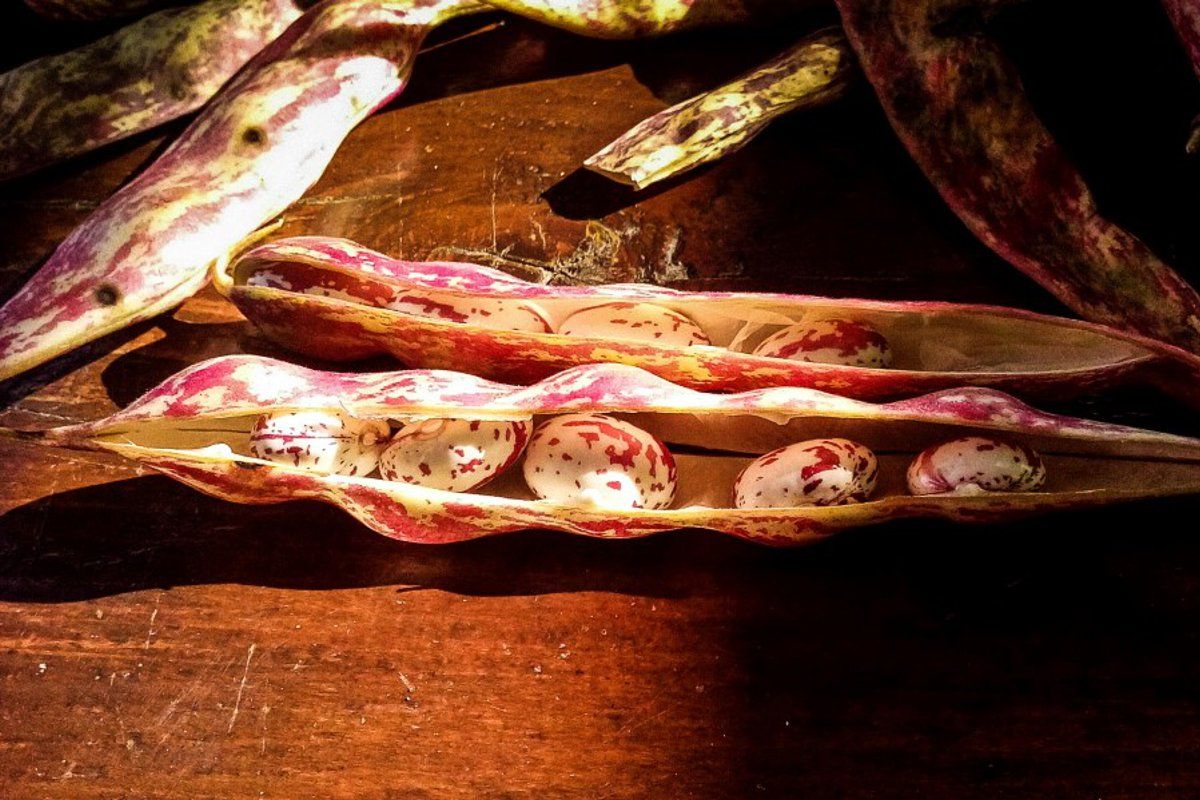 lamon-enogastronomia